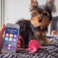 DogSync