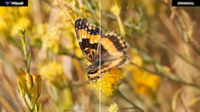 ViQuali Video Enhancer gallery image