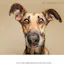 Friendly dog