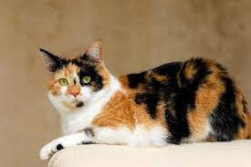 My Cat Has Diarrhea and Vomiting