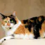 My Cat Has Diarrhea and Vomiting