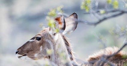 Coworking Safari gallery image