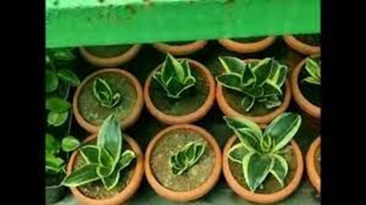 Buy Lucky Bamboo Plants Online - Dharmik
