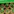 Buy Lucky Bamboo Plants Online - Dharmik
