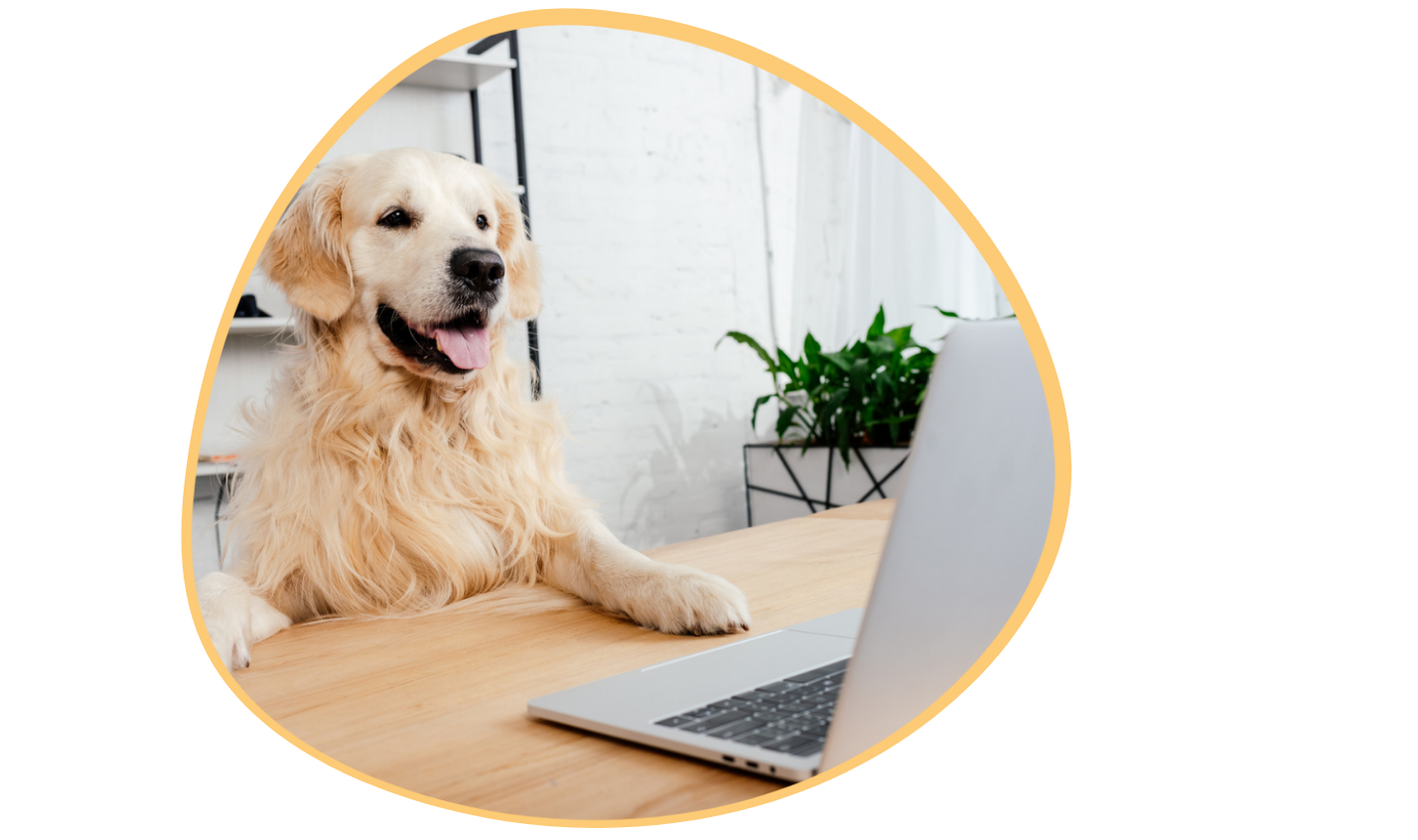 Revelation Pets gallery image