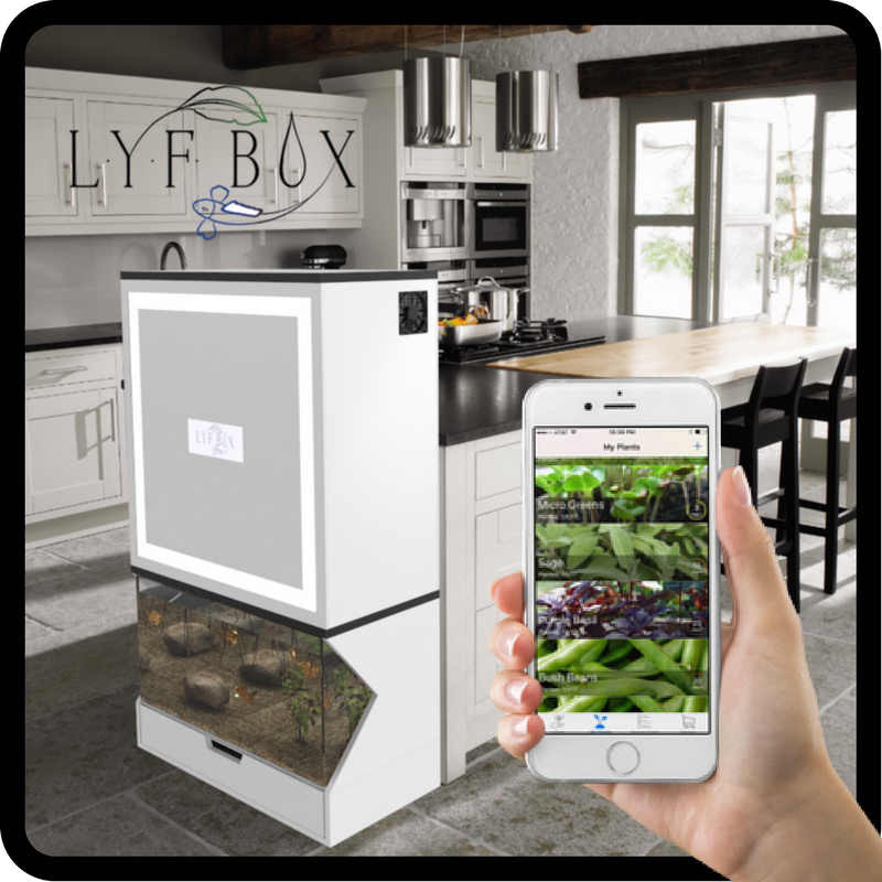 The Lyfbox Ecosystem