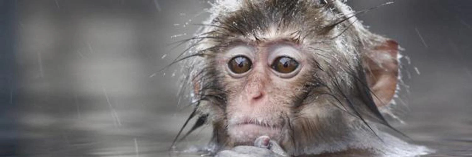 Monkey Wallpapers cover