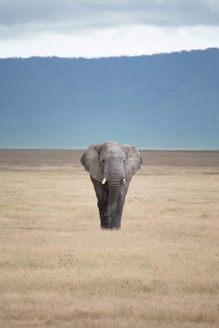 Africantrust Safari gallery image
