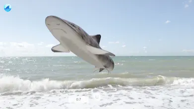 shARk gallery image