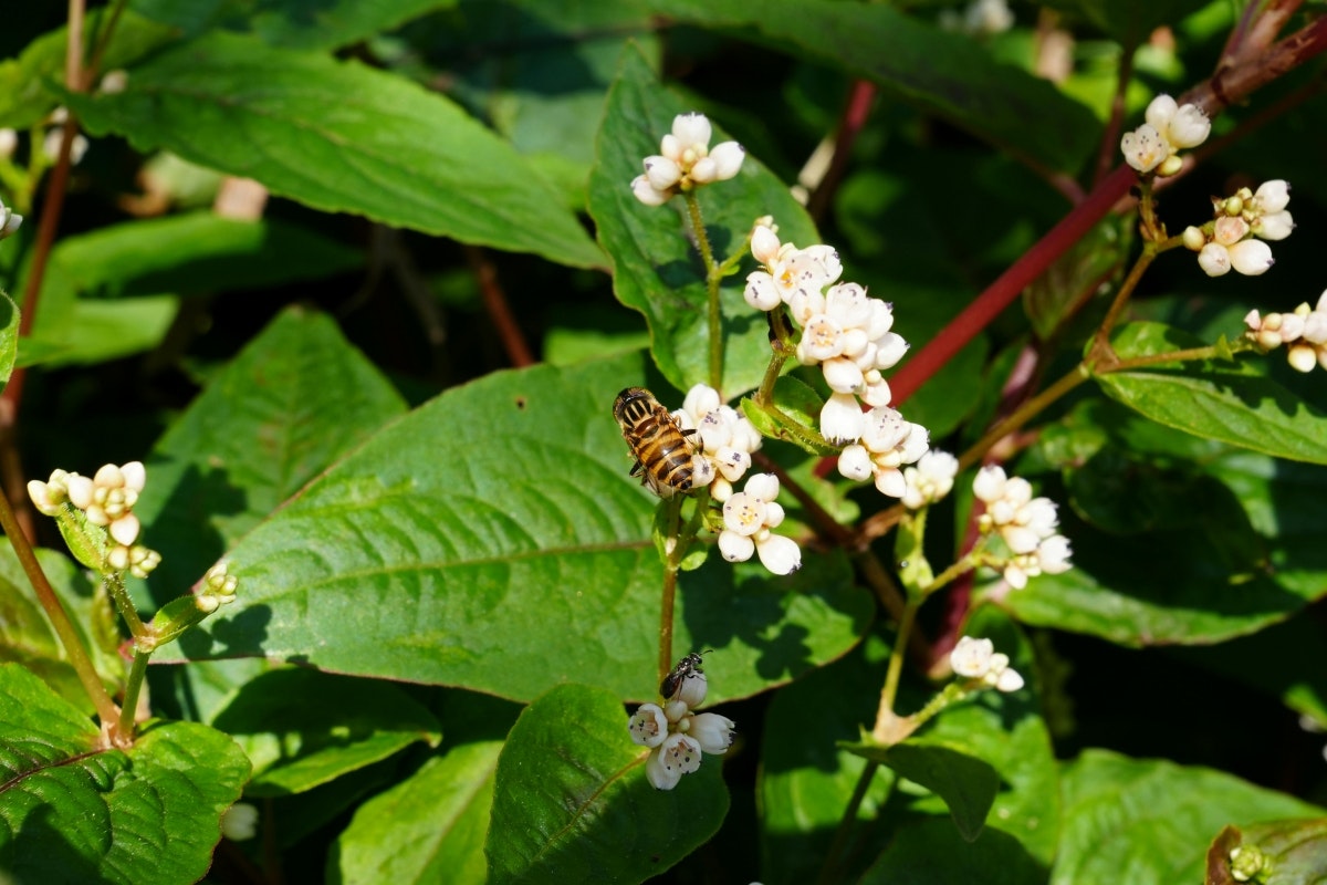 ImgUnblur - Screenshot 4 showing product features and functionality