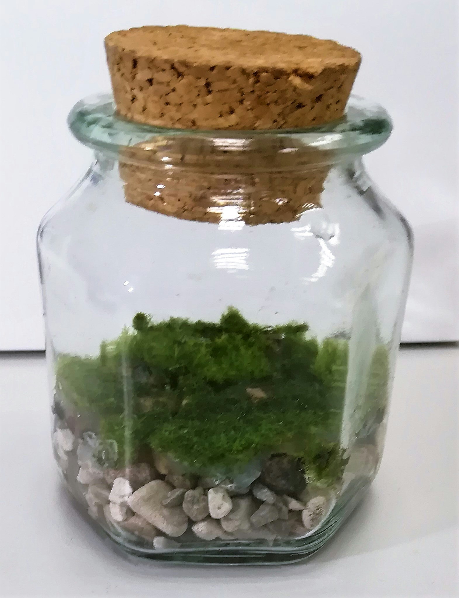 New hexagonal jar to our moss gallery image