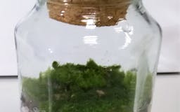 New hexagonal jar to our moss media 2