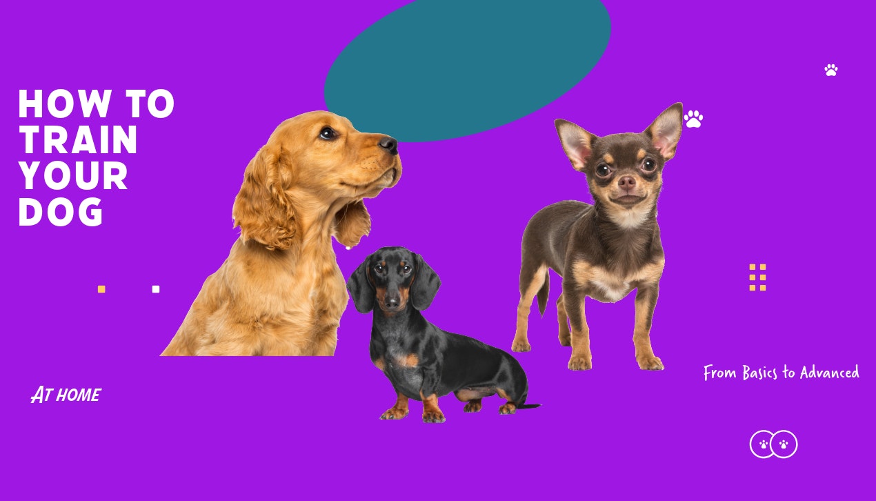 وسائط أكاديمية SmartPup - دورة تدريبية للكلاب عبر الإنترنت: تمكين أصحاب الحيوانات الأليفة في جميع أنحاء العالم 3