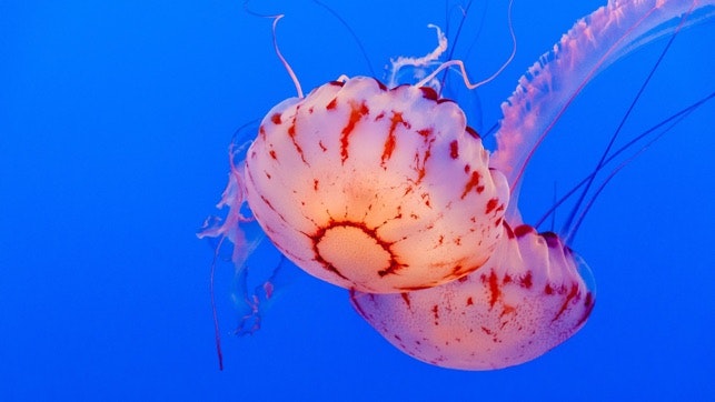 Animal Photos for Kids gallery image