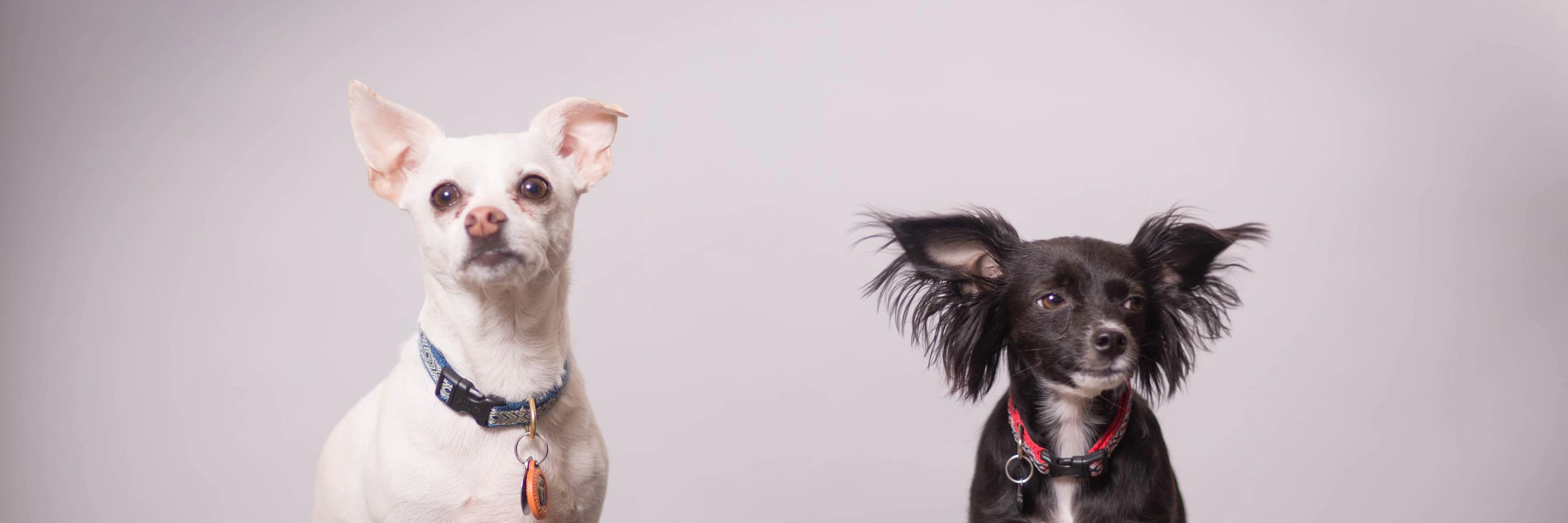 Michael Sharkey cover