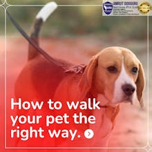 Dog Training gallery image