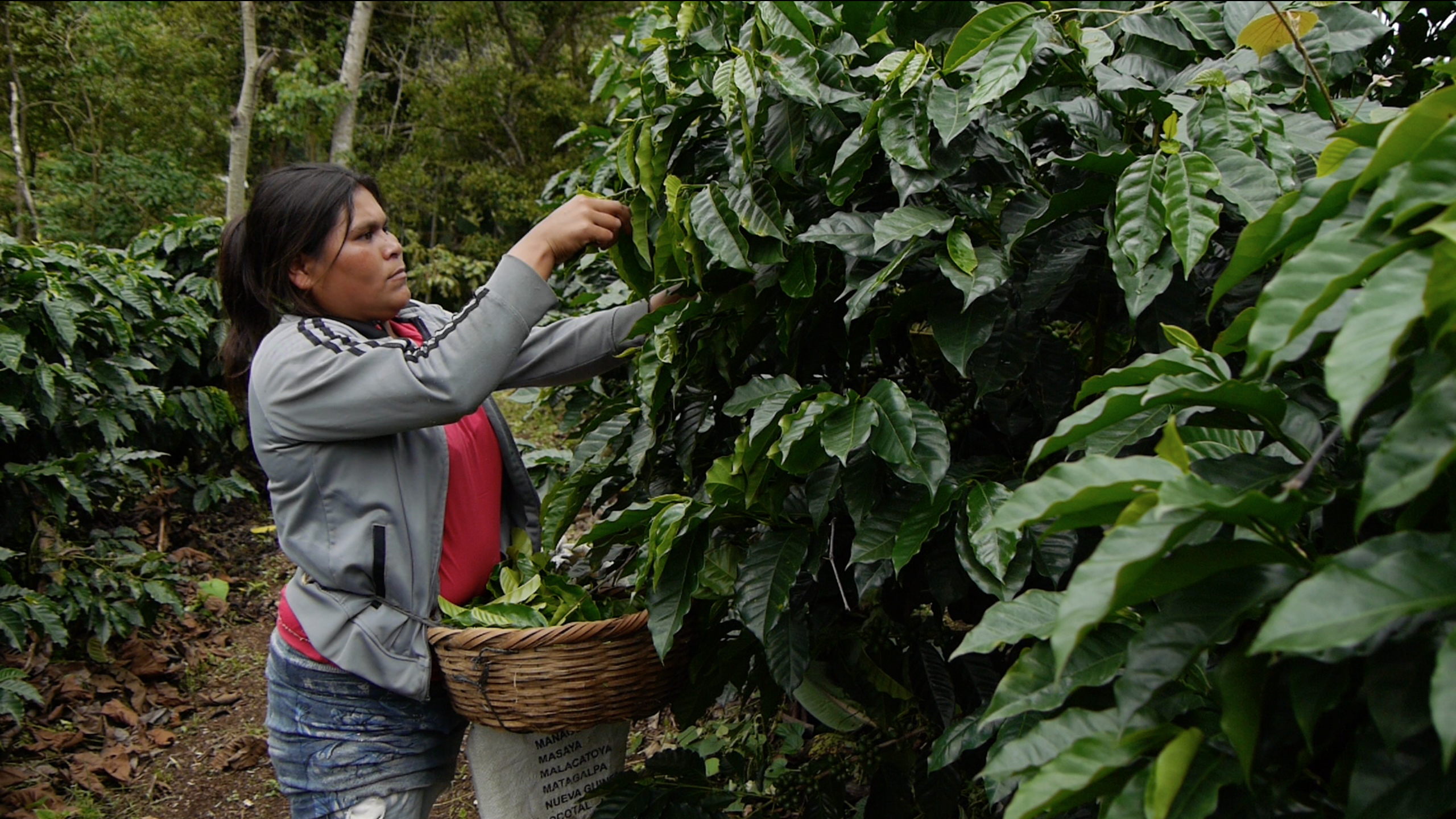 Wize Monkey Coffee Leaf tea gallery image