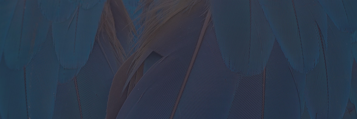 Cuckoo gallery image