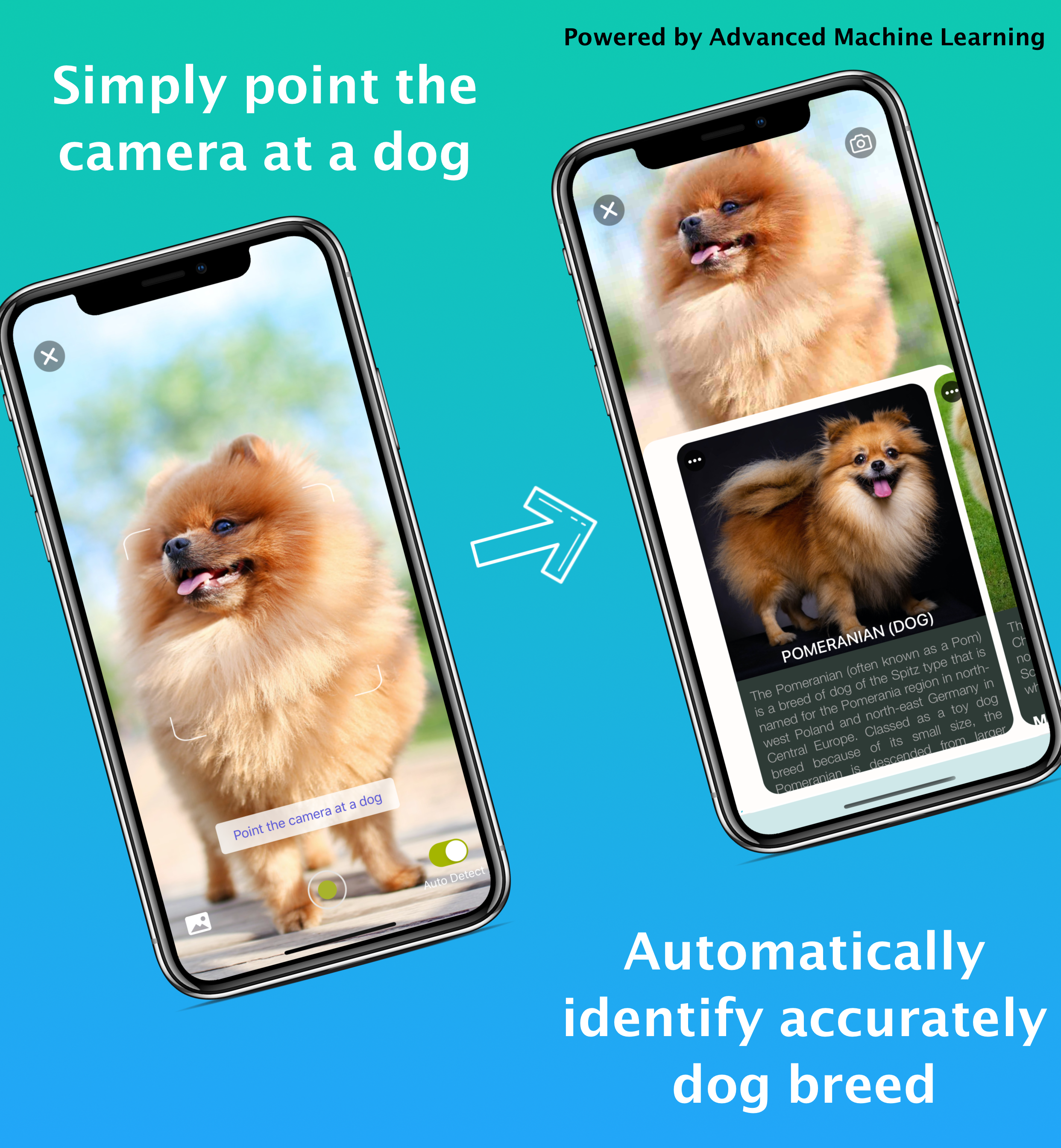 Dog Identifier - Dog Scanner gallery image