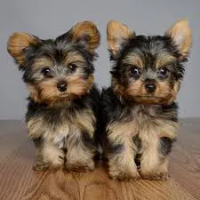  Puppies For Sale In Delhi |Testify Shop