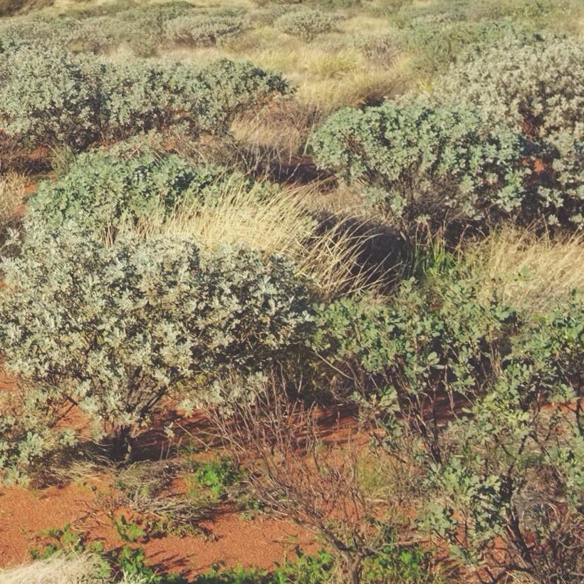 Bushit gallery image