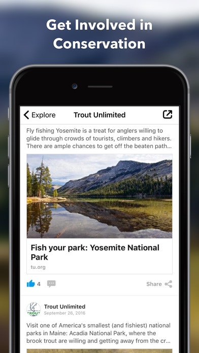 Amberjack gallery image