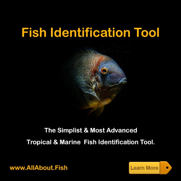 Fish Identification Tool gallery image