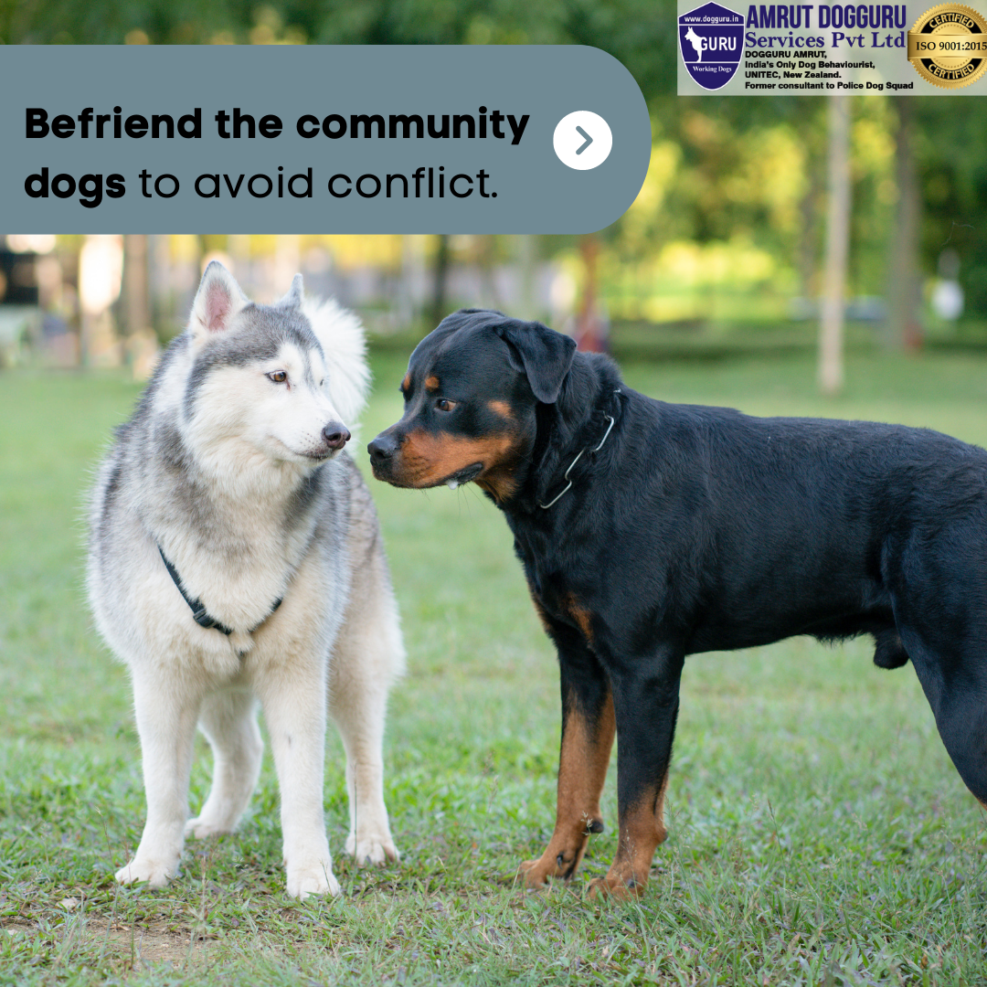 Socialisatietraining voor honden! media 7