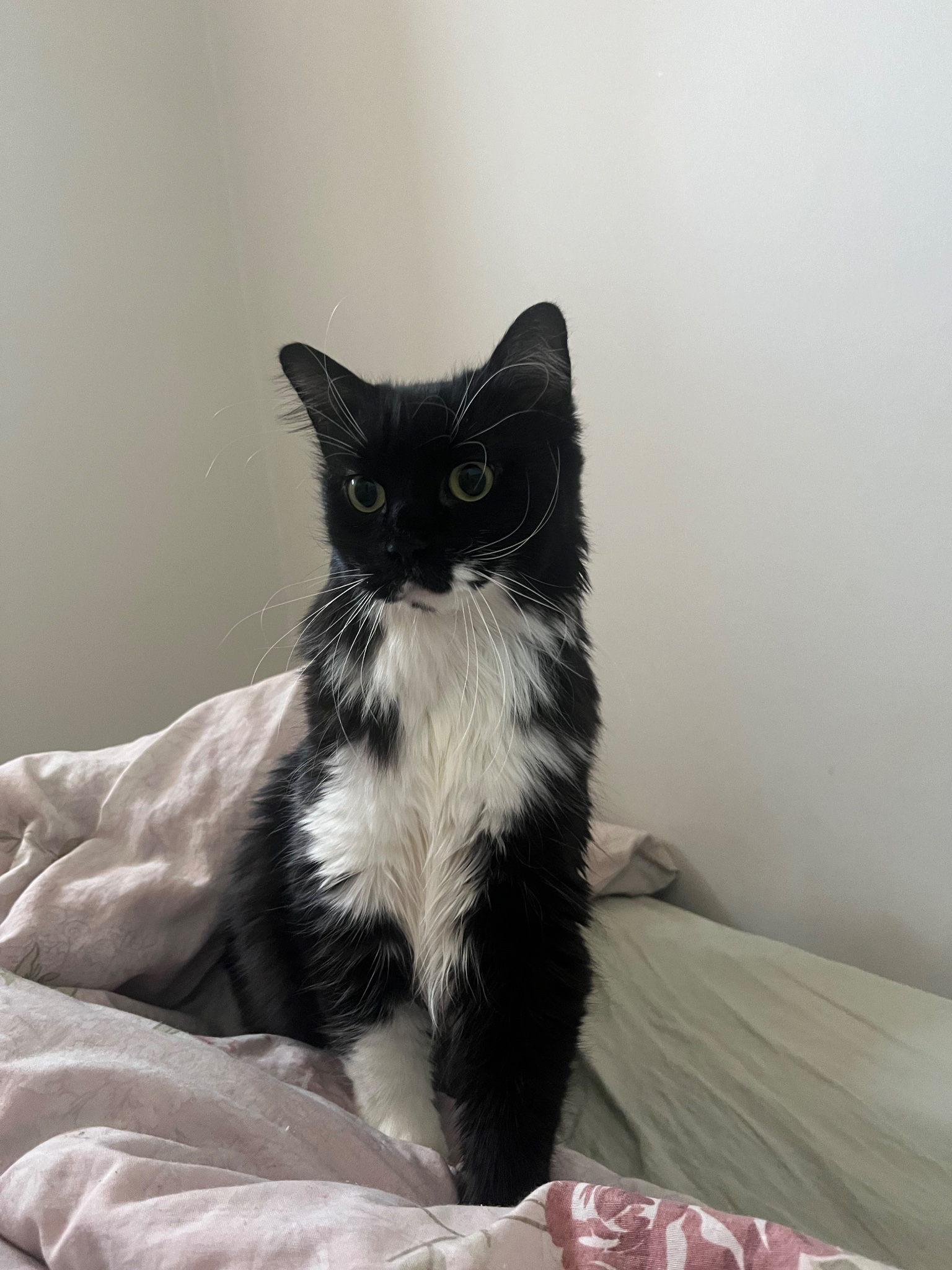 Pet Canvas gallery image