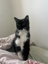 Pet Canvas gallery image