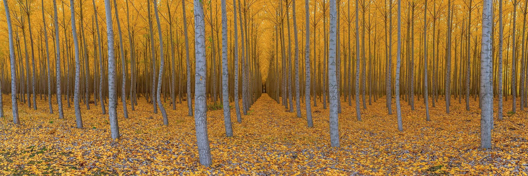 Gajus Kuizinas cover