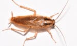 Palmetto Bug Pest Control image