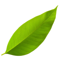 Vocal Leaf