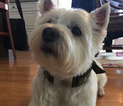 Waggit gallery image