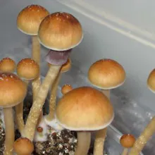 Order Magic Mushrooms Online gallery image