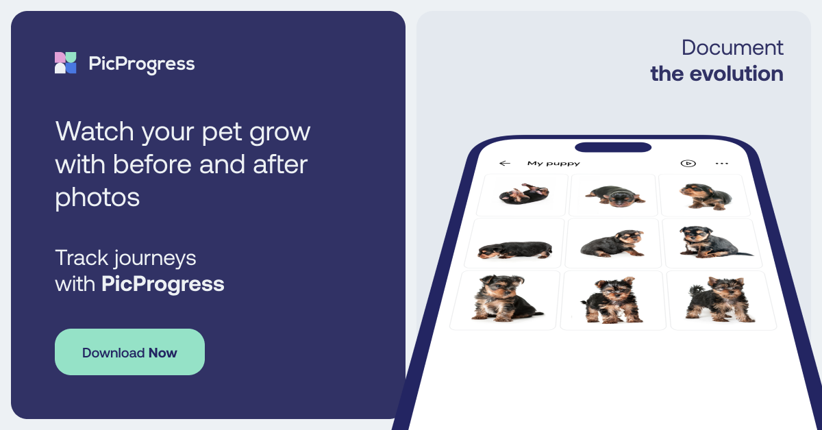 picprogress - 在照片前和之后查看您的进度媒体3