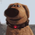 Pet First Aid, by the Red Cross