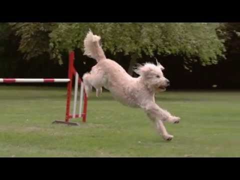 PitPat gallery image