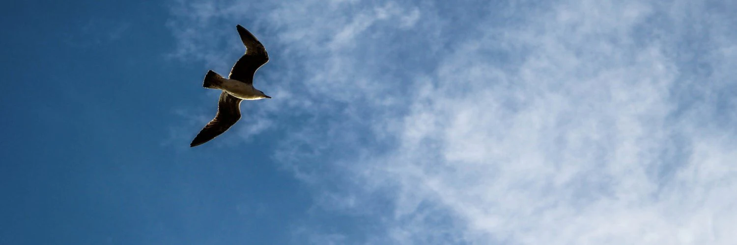 Bhagaban Behera cover