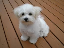 Premium Pet House gallery image