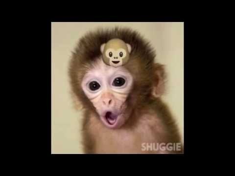 Shuggie gallery image