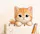 ListerCat