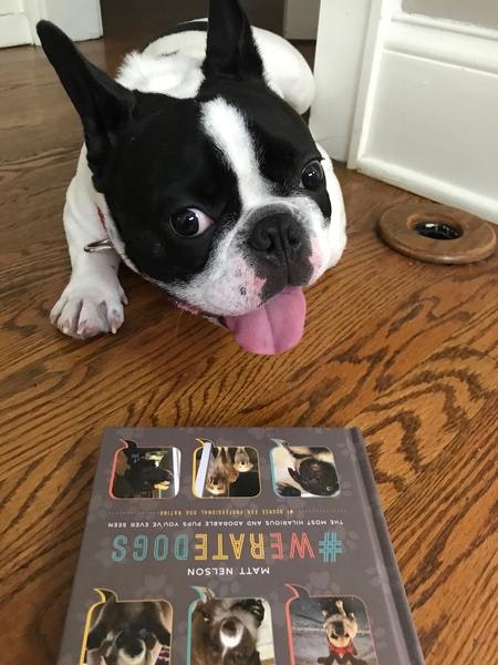 #WeRateDogs Book gallery image