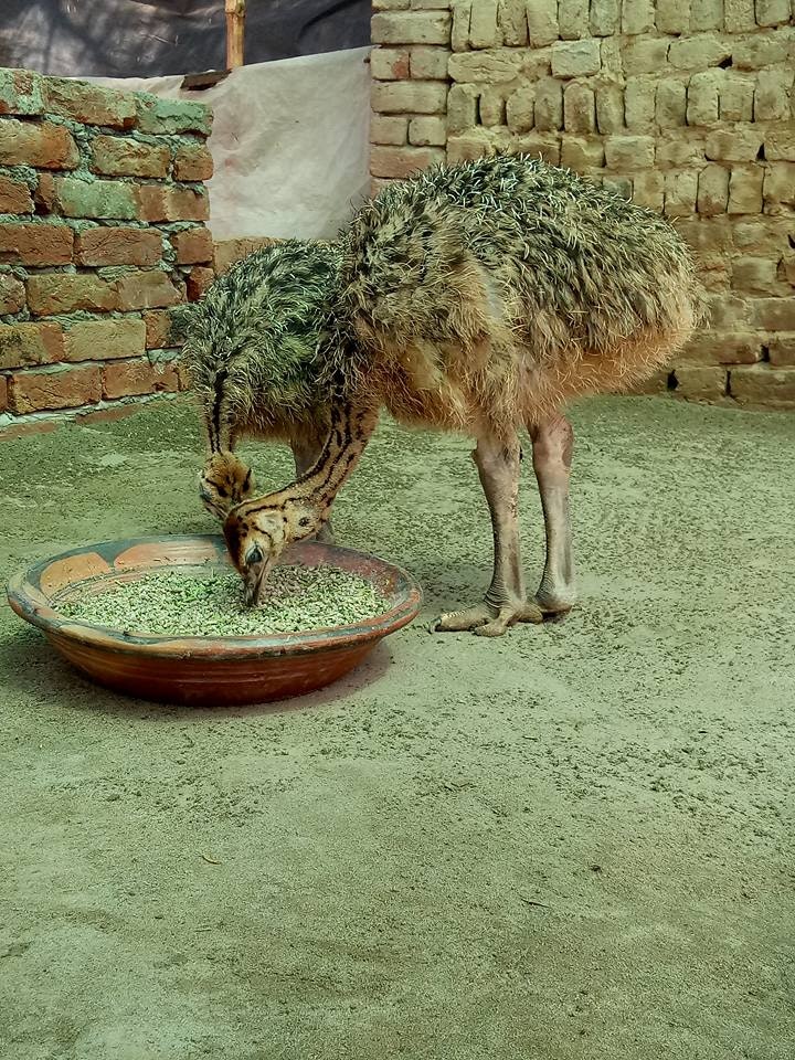 Livestock & poultry sale +27631521991 gallery image