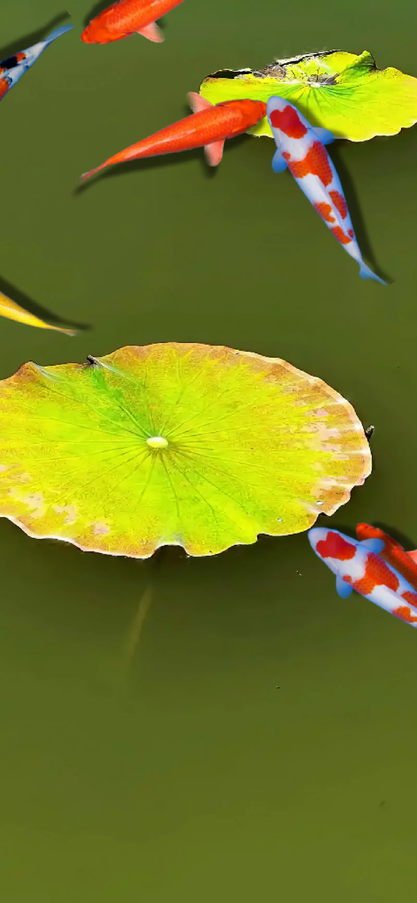 Pond Koi screenshot 6