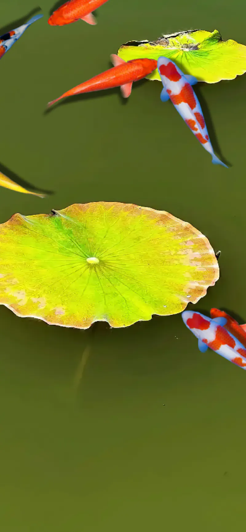 Pond Koi screenshot 6