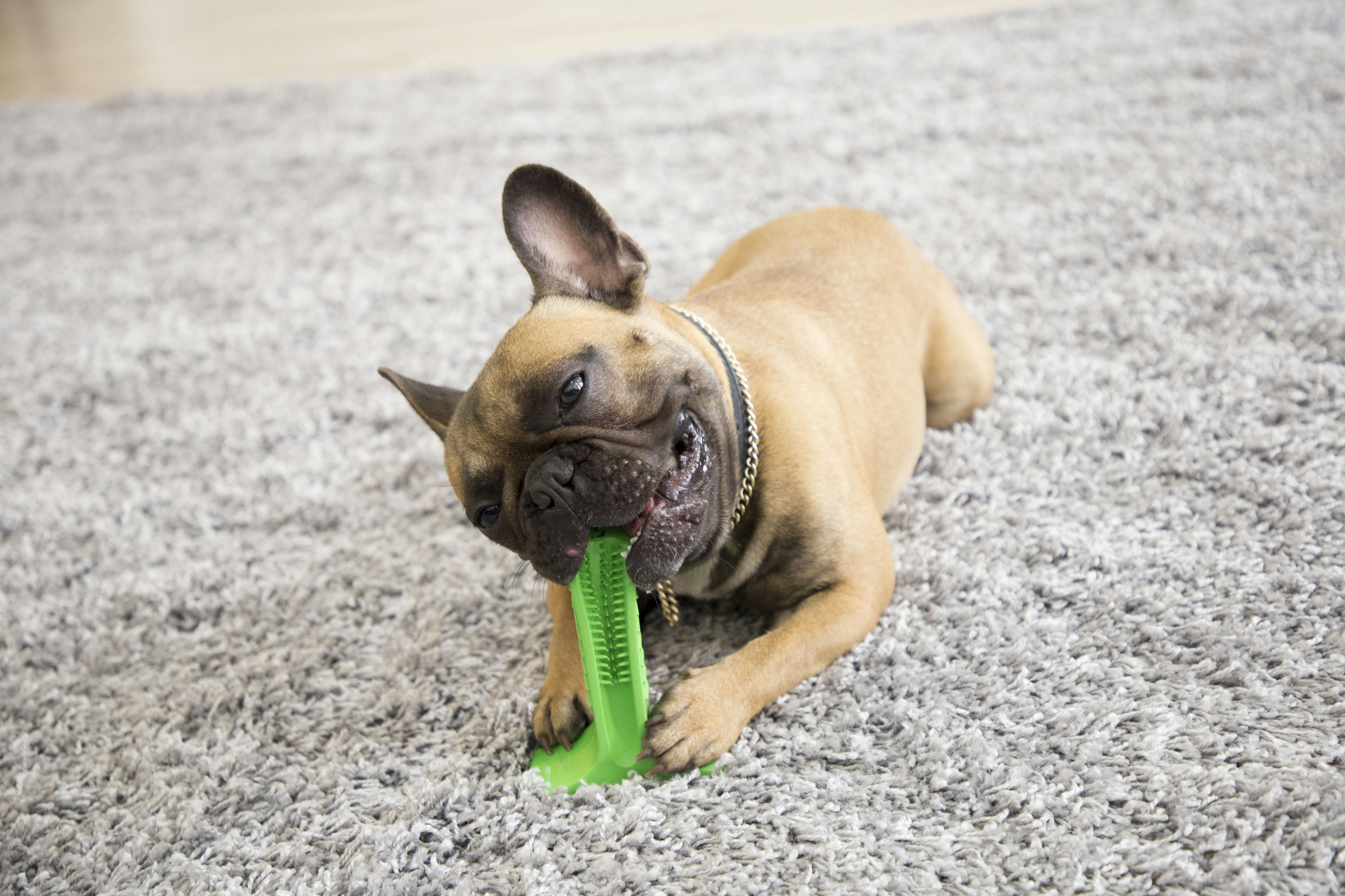 bristly dog toothbrush reviews