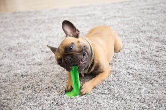 Bristly gallery image