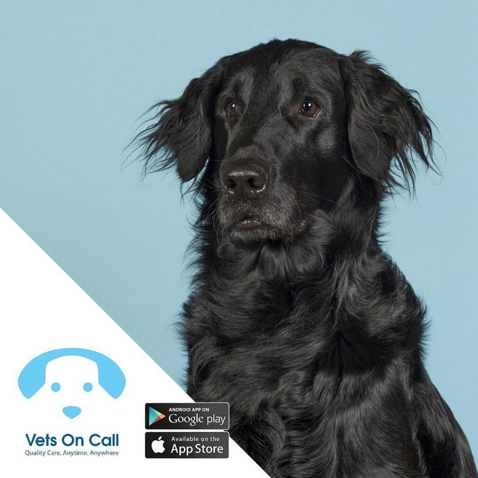 Vets on Call gallery image