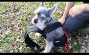 Ruffit dog carrier sales reviews